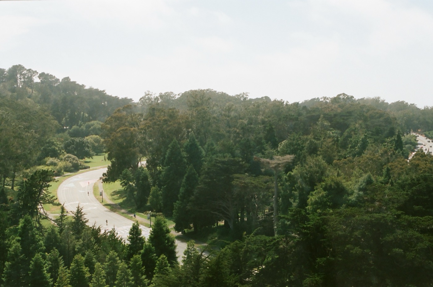 A winding road through dense green forest