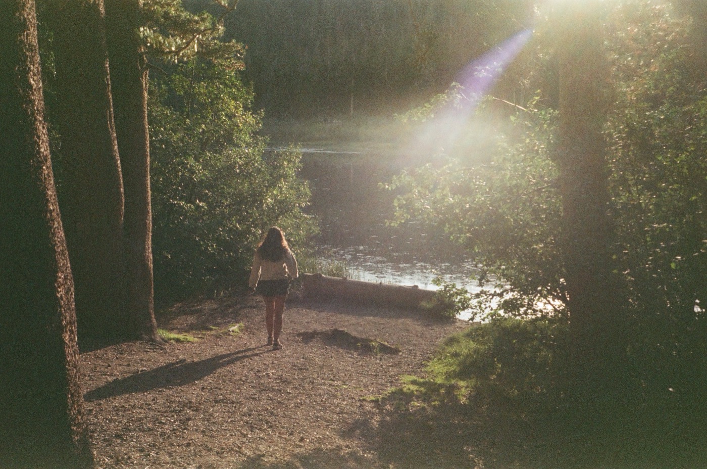 Trail through a sunlit forest